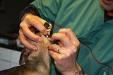 AUSCULTATION 008